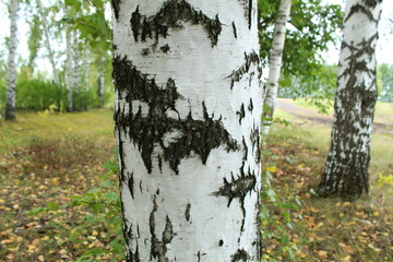 Birch trees in autumn in the rain