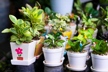 Fototapeta na wymiar White pots with small green plant and colorful decoraton bird in garden