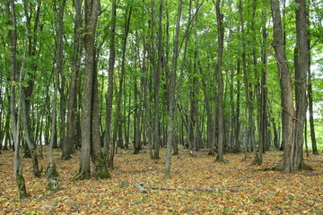 Fototapeta premium Forest in autumn in the rain