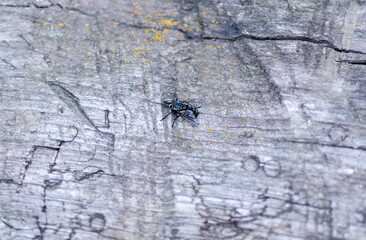 fly on an old wooden background