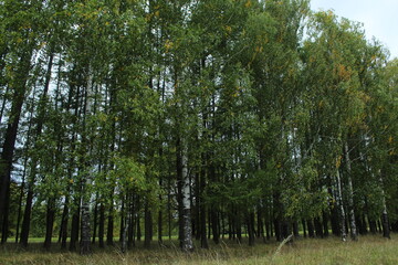 Forest in autumn in the rain