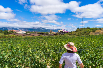 Naklejka premium mujer mirando paisaje de viñedos en elciego, rioja alavesa