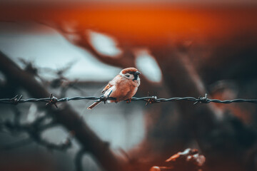 sparrow on a branch