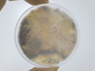 Environment monitoring microbial test result mold detection