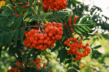 Leuchtend rote Früchte / Vogelbeeren und grüne Blätter an einer Eberesche (lat.: Sorbus aucuparia)