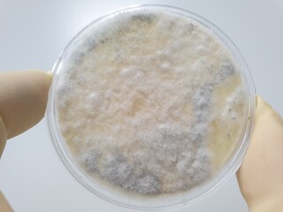 Environment monitoring microbial test result mold detection