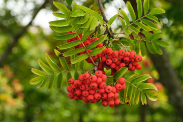 Nahaufnahme / Detail von leuchtend roten Früchten / Beeren / Vogelbeeren an einer Eberesche (lat.:...