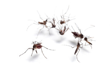 Macro of mosquito sucking blood isolated on white background,Mosquito dangerous is carrier of malaria, encephalitis dengue and zika virus.