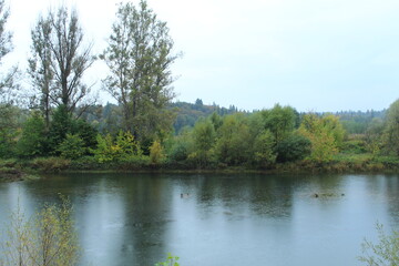 Fototapeta na wymiar River and trees in a cloudy autumn in the rain