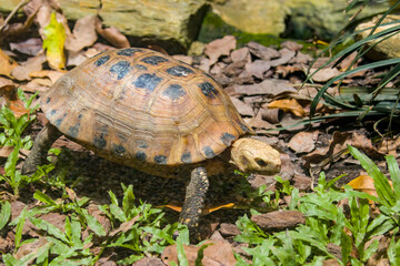 The elongated tortoise (Indotestudo elongata) is a species of tortoise found in Southeast Asia and parts of the Indian Subcontinent, particularly Northeast India.