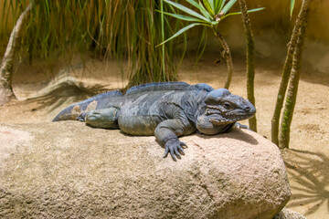 The rhinoceros iguana (Cyclura cornuta) is a threatened species of lizard in the family Iguanidae that is primarily found on the Caribbean island of Hispaniola. The closeup head image.
