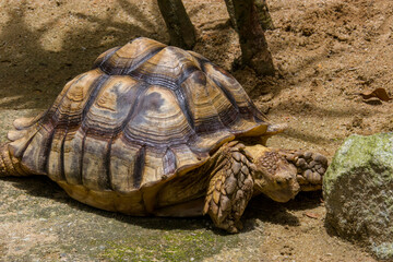 The African spurred tortoise (Centrochelys sulcata) is a species of tortoise, which inhabits the southern edge of the Sahara desert in Africa. It is the third-largest species of tortoise in the world.