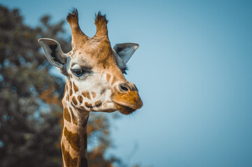 portrait of a giraffe © Konrad