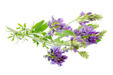 Alfalfa plant (Medicago sativa) isolated on white background. Alfalfa strains on a white background, close-up. Alfalfa isolated on a white background. Medicago sativa.