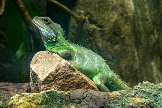 a Chinese water dragon (Physignathus cocincinus) is a species of agamid lizard native to China and mainland Southeast Asia. 
Coloration ranges from dark to light green.