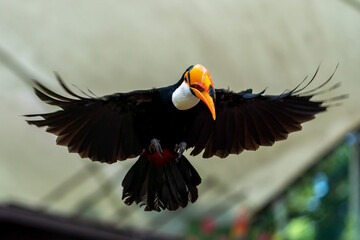 Toco Toucan flying in the air.