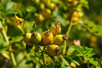 Makro / Detail: unreife gelb-grüne Früchte der Hagebutte (lat. Rosa canina) im Sommer
