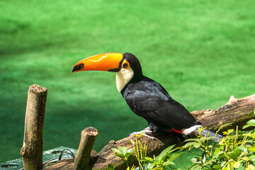 Fototapeta premium Toco Toucan przysiadła na drzewie.