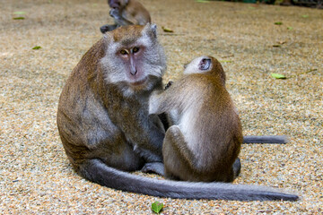The wild crab-eating macaque (Macaca fascicularis) in Singapore are sitting and looking for lice....