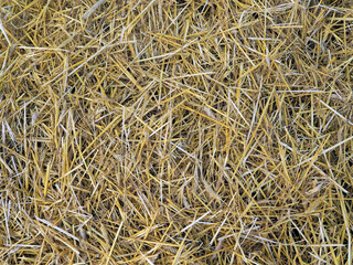 Straw after harvesting cereals as texture and background