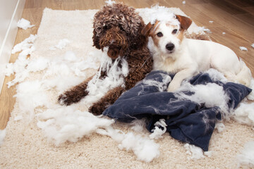 Naklejka na ściany i meble Dog mischief. Two dogs with innocent expression after destroy a pillow. separation anxiety and obedience training concept.