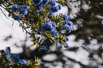 pacific blue ceanothus tree with blue flowers outdoor in sunny backyard