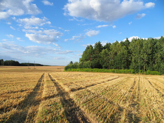 Fototapeta na wymiar oad among the mown wheat fields