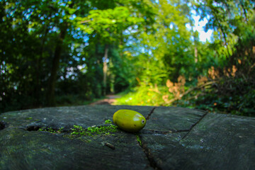 Acorn in forrest shot with a fish eye lenses. Copy space