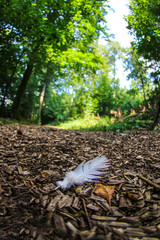 Feather on ground in a green forrest area. Copy space