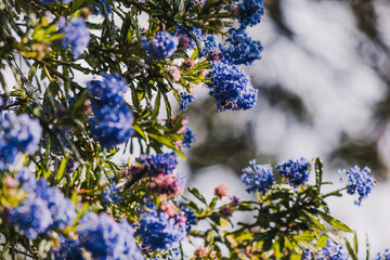 pacific blue ceanothus tree with blue flowers outdoor in sunny backyard