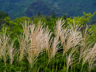 ススキの有る高原