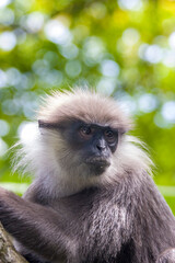 The purple-faced langur (Semnopithecus vetulus)  is a species of Old World monkey that is endemic to Sri Lanka. The animal is a long-tailed arboreal species, identified by a mostly brown dark face.