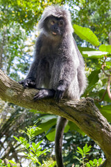 The Javan lutung (Trachypithecus auratus) closeup image,  also known as the ebony lutung and Javan langur, is an Old World monkey from the Colobinae subfamily