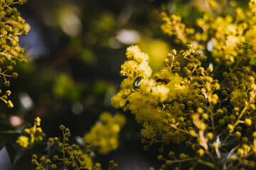 native Australian wattle plant outdoor in a sunny backyard