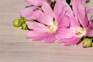 Floral gentle pink composition for congratulations on a wooden background.