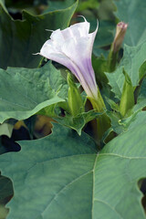 Jimsonweed (Datura stramonium). Called Devil's snare, Hell's bells, Devil's weed, Tolguacha,...