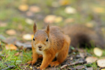 Red squirrel in the forest looking for nuts