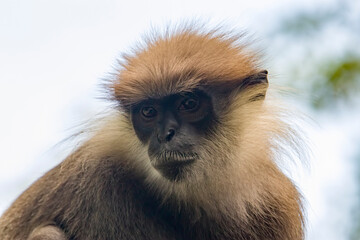 The purple-faced langur (Semnopithecus vetulus)  is a species of Old World monkey that is endemic...