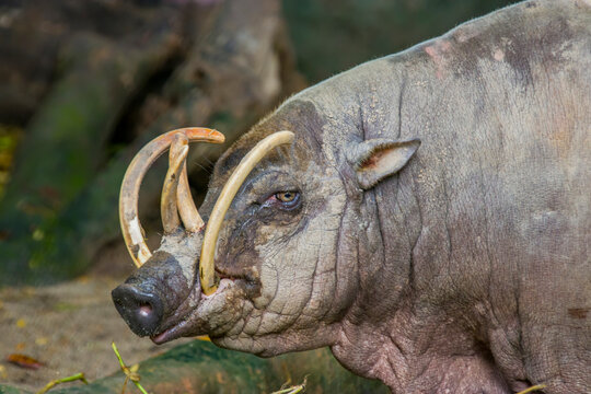 a male Buru babirusa stands alone. It is a wild pig-like animal native to the Indonesian islands of Buru, also called deer-pigs.
Babirusa are notable for the long upper canines in the males. 