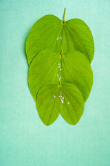Indian festival dussehra , green leaf and rice