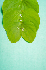 Indian festival dussehra , green leaf and rice