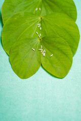Indian festival dussehra , green leaf and rice