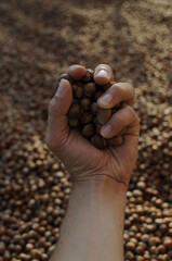 Close up hazelnuts. Hazelnut composition and backgorund. Turkish hazelnuts. organic natural food. taking nuts with his hand.healty food.