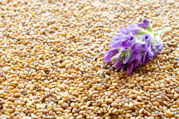 Blue alfalfa flower with seeds as a background. Medicago sativa. Alfalfa seeds and fresh alfalfa...