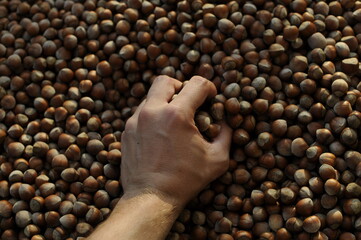 Close up hazelnuts. Hazelnut composition and backgorund. Turkish hazelnuts. organic natural food. taking nuts with his hand.healty food.