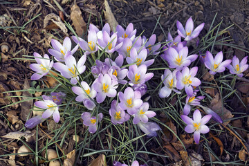 Woodland crocus (Crocus tomassinianus). Called Early crocus, Tommasinis crocus and Tommies also