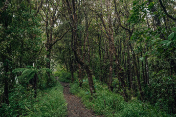 Unexplored path. Curvy road ahead. Jungle safari searing wild animals. Tall trees, glomy weather, mysterious nature