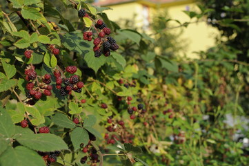 Hands picking blackberries during main harvest season with basket full of blackberries. ripe and unripe blackberries grows on the bush. . Berry background. Female hands hold blackberries.