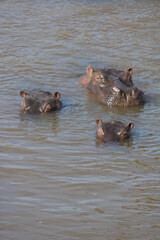 Fototapeta premium Hippopotamus herd bathing in the Mara River, Kenya