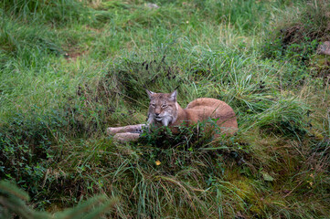 A lynx cat resting in the soft green grass